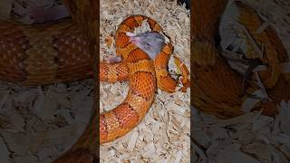 Corn Snake Constriction [upl. by Yzzo193]