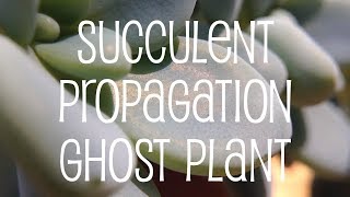 Succulent Propagation  Ghost Plant Graptopetalum [upl. by Akcemat166]