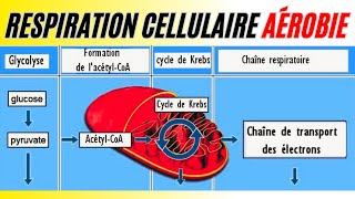 Biochimie  Étapes de la dégradation du glucose en présence de loxygène [upl. by Oleusnoc89]