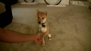 Shiba Inu Tricks Kaji  4 Months [upl. by Bashuk882]