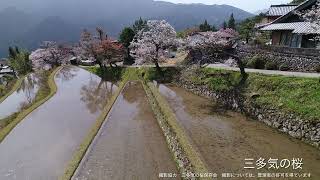 三多気の桜【ドローン撮影】津市｜観光三重｜三重県の観光・旅行情報 [upl. by Bouley]