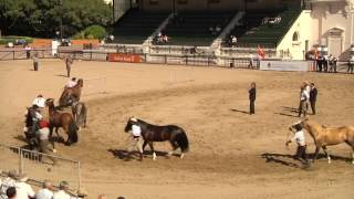 CÓMO ES EL CABALLO CRIOLLO IDEAL [upl. by Poland]