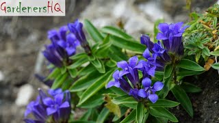 Gentiana Plant Growing Guide Gentian by Gardeners HQ [upl. by Namien]