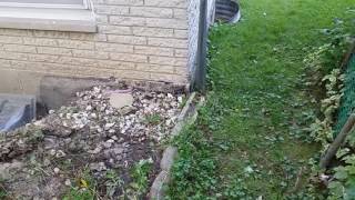 Yard grading replacing window wells and installing french drains [upl. by Atteynod]