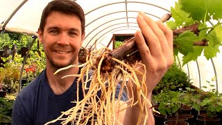 How to Grow GRAPE VINES from CUTTINGS Fast and Easy  Hardwood Cuttings of Grape Vines Propagation [upl. by Clyte]