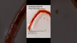 Lifecycle of Chironomus Bloodworm in Close Look macrophotography bloodworms fishfood [upl. by Suoicerp492]