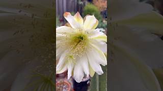 Our last Peruvian Apple cactus’s flower bloomed ☺️🌵succulents cactus [upl. by Renat]