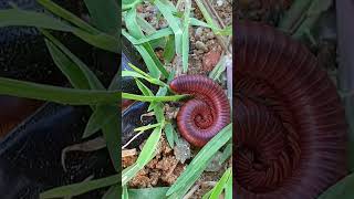 Millipede SECRETS You Wont Believe 3 [upl. by Dara954]