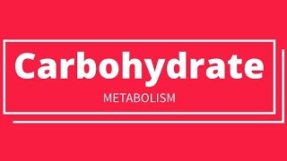 Carbohydrate Metabolism biochemistry glucose carbohydrates metabolism [upl. by Aihppa502]