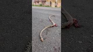 The snake didn’t make it across the road… 🐍 [upl. by Leal]