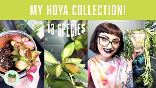 MY HOYA COLLECTION  Care Guide 🪴 13 Varieties Rare amp Common [upl. by Desdemona971]