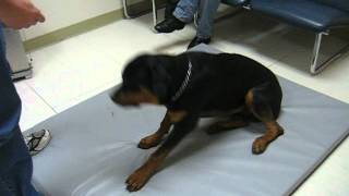 Rottweiler with Narcolepsy amp Cataplexy  Pt 3 [upl. by Major]