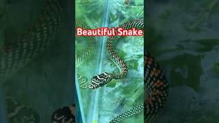 Beautiful paradise tree snake  Malaysia [upl. by Gurevich]