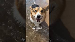 3 Differences Between My Two Corgis  Part 5 [upl. by Aniz]