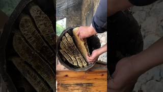 Actual photos of collecting honey from soil quotbeesquot beekeepers quotlocal honeyquot natural bee honey [upl. by Airdnoed]