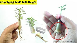 Adenium Root Training From Early Stage  Complete Guide To Grow Radial Roots In Adenium [upl. by Slade261]