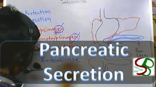 Pancreatic enzymes  pancreatic juice [upl. by Klinges]