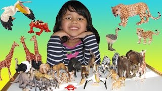 Learn Wild Animals with Schleich Safari Wildlife ZOO African Animals Toys [upl. by Hcurab]