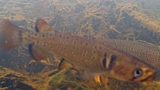 Native Fish Trout Minnow or Spotted Galaxias Galaxias truttaceus Cape Liptrap Coastal Park [upl. by Marsh]