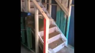 Borate Termite Treatment on New Construction [upl. by Rilda867]