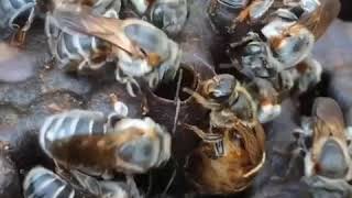 Oviposition process of Brazilian native stingless bee Melipona fasciculata in Belem Para [upl. by Dust45]