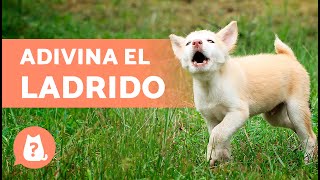 ADIVINA la RAZA de PERRO por el LADRIDO 🐶🔊 ¿Cuánto sabes de perros [upl. by Waine382]