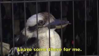 Amazingly Funny KOOKABURRA SONG  Lyrics Childrens Nursery Rhyme [upl. by Coats]