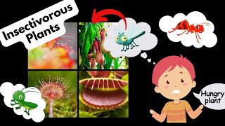 Insectivorous Plants  Carnivorous Plants  Science Lesson [upl. by Ted]