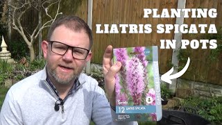 Planting Liatris Corms in Pots  How to Plant Liatris spicata Bulbs Blazing Star Instructions [upl. by Korff261]