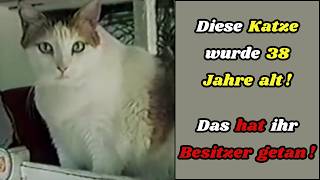 Diese Katze wurde 38 Jahre alt Das hat ihr Besitzer getan [upl. by Essila852]