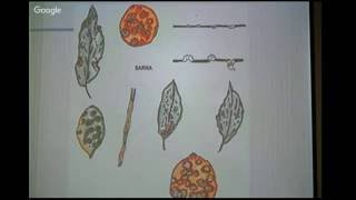 AGROCLICK Identificación y manejo de enfermedades fúngicas y bacterianas en citrus [upl. by Nosiram981]