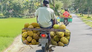 How They Harvest amp Transport Tons of Jackfruits to Market [upl. by Aihtenak]