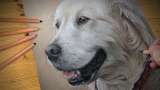 Drawing a dog  Blarney the Golden Retriever [upl. by Eissirc]