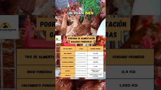 quotPrograma de Alimentación Para Gallinas Ponedoras HyLine Brown quot🥚🐔🥚 gallinas gallinasponedoras [upl. by Isobel830]