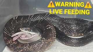 Live Feeding  Snake Eats 2 Live Mice [upl. by Ainadi]