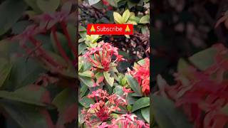 Ixora plant carehow to grow and care for ixorayoutubeshorts [upl. by Spancake313]