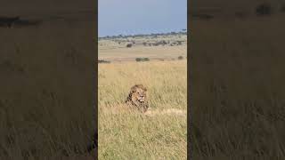 After Honeymooning its time to have a rest safari masaimara wildlife hunting [upl. by Sheree]