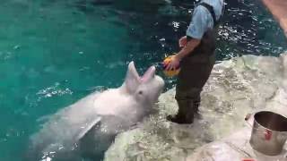 名古屋港水族館 ♀ベルーガ ナナ 九歳の誕生日 スペシャルトレーニング終了後の遊びの時間 20160725 [upl. by Nelleyram]