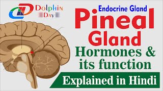 Pineal Gland  Anatomy amp Physiology in Hindi  Structure Function amp Hormones  Explained In Hindi [upl. by Aimahc]