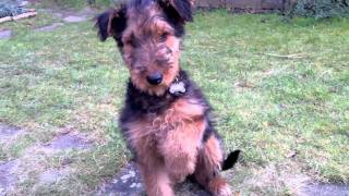 Training an Airedale puppy [upl. by Ariajay]