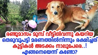 മരണത്തിന് പോലും വീട്ടുകാരെ വിട്ടുനല്‍കാതെ ഈ നായ rani of nedumkunnam [upl. by Tannie]