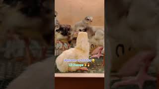 New SHAMOO Baby Chicks Hatched 🐣 today at GFB foryou shamochicks shortsfunny shortvideos short [upl. by Krause]