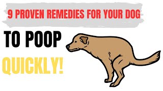 9 Home Remedies to Make a Constipated Dog Poop Quickly  Pet Care Tips [upl. by Ardyce94]