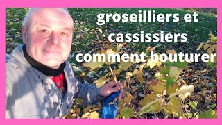 en novembre comment bouturer les groseilliers et les cassissiers [upl. by Hoffman]