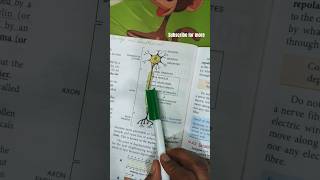 Structure of nerve cell  nerve cell diagram explanation shorts shortvideo biology nerve [upl. by Anitnuahs]