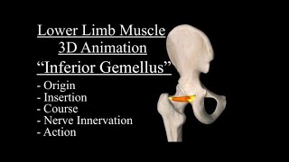 Inferior Gemellus Origin insertion nerve Innervation Course ActionFunction Gemellus Inferior [upl. by Onivag]