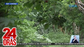 Babaeng nawawala sa Metro Manila natagpuang patay at nakagapos sa Laguna  24 Oras [upl. by Ping951]