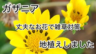 【グランドカバー】ガザニアを地植えしました。 [upl. by Kriste]