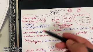 المحاضرة 13 spirochete مادة الاحياء المجهريةقسم المختبرات الطبية [upl. by Kcerb642]