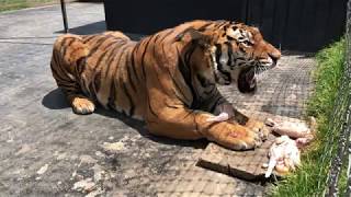 Alcyone A Siberian Tiger Growling At A Caretaker Not At Me [upl. by Ayitahs]